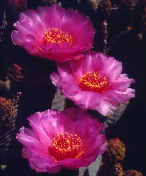 California, Anza-Borrego Desert Beavertail Cacti